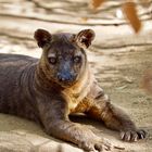 Fossa Standby