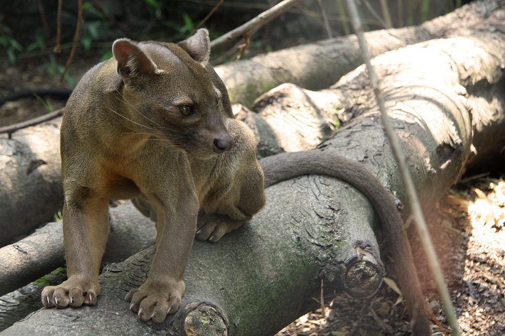 Fossa Teenager