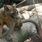 Fossa Teenager