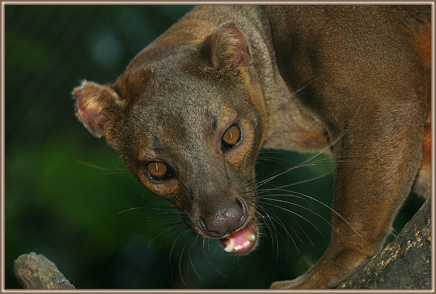 Fossaportrait