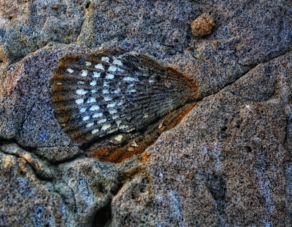 Fossil