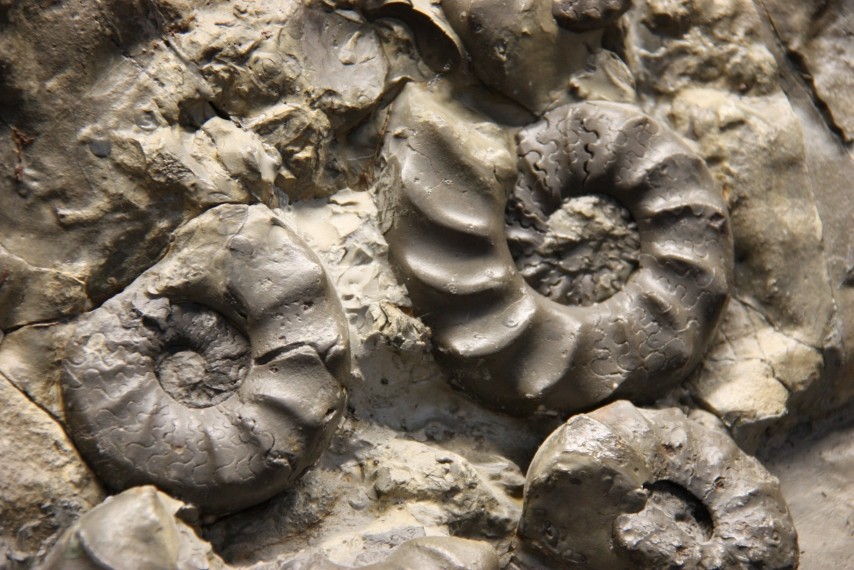 fossil