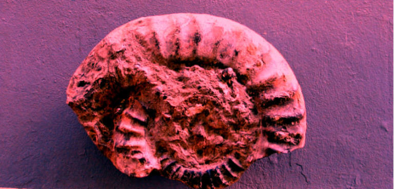 Fossil