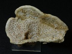 Fossil aus der Kreidezeit - Verruculina seriatopora