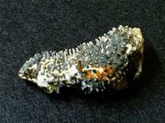 Fossil aus der Kreidezeit - Verruculina seriatopora
