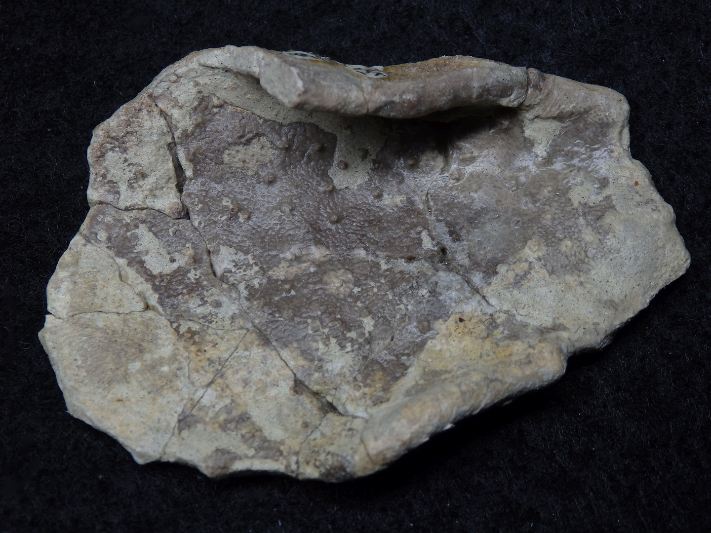 Fossil aus der Kreidezeit - Verruculina sp.