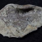 Fossil aus der Kreidezeit - Verruculina sp.