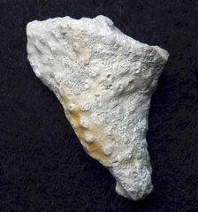 Fossil aus der Kreidezeit - Verruculina sp.