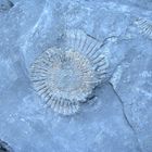 Fossil im Schieferbruch
