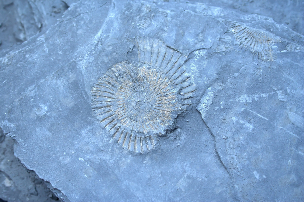 Fossil im Schieferbruch