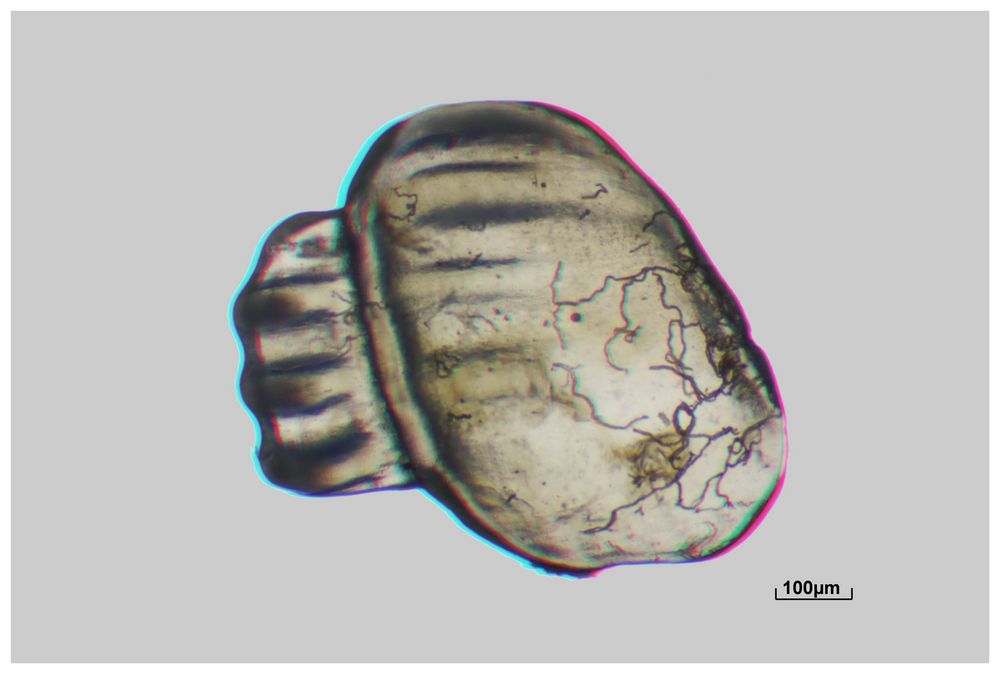 Fossil in 3D