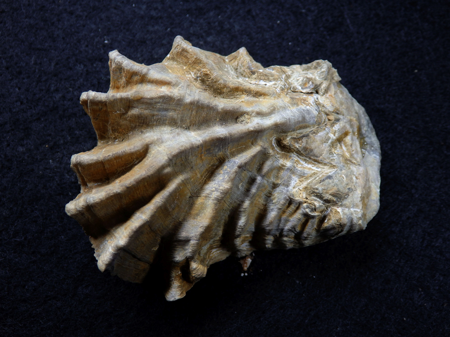 Fossile Auster aus der Jurazeit - Lopha marshi