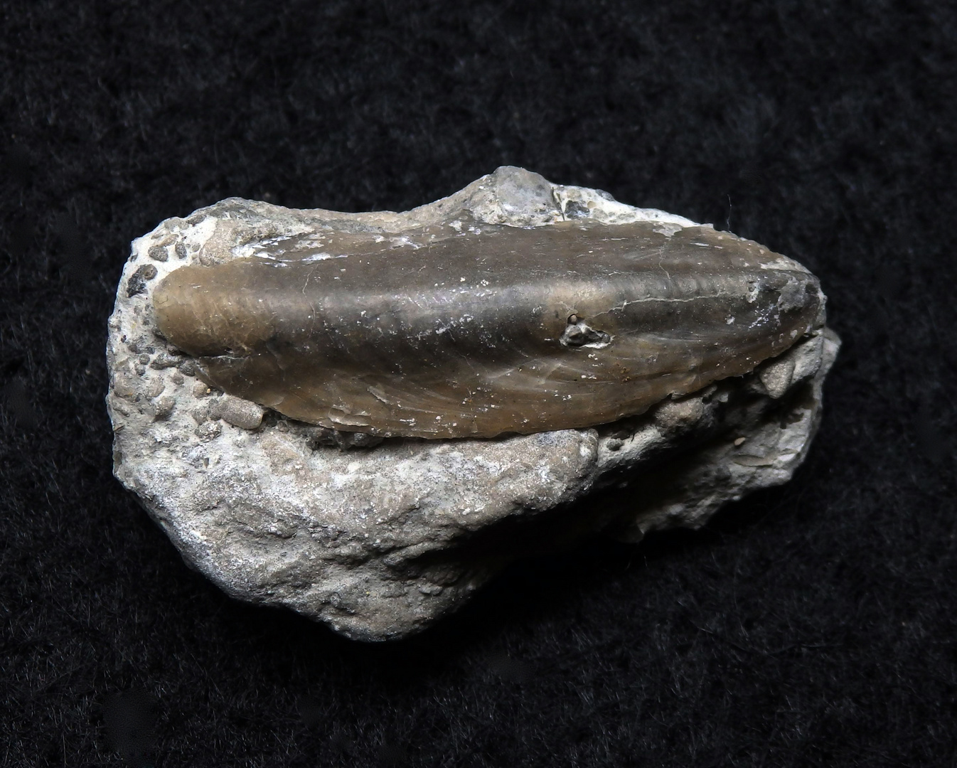 Fossile Auster aus der Kreidezeit - Ostrea sp.