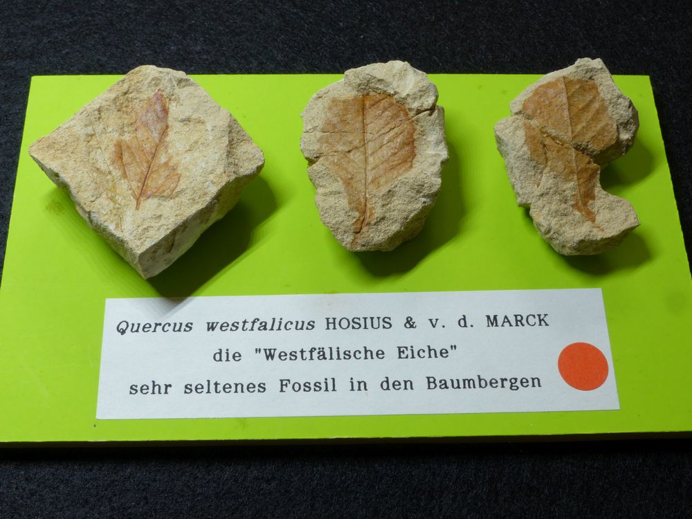 Fossile Blätter aus den Baumberger Schichten