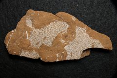 Fossile Bryozoen aus dem Ordovizium - Kukkersit