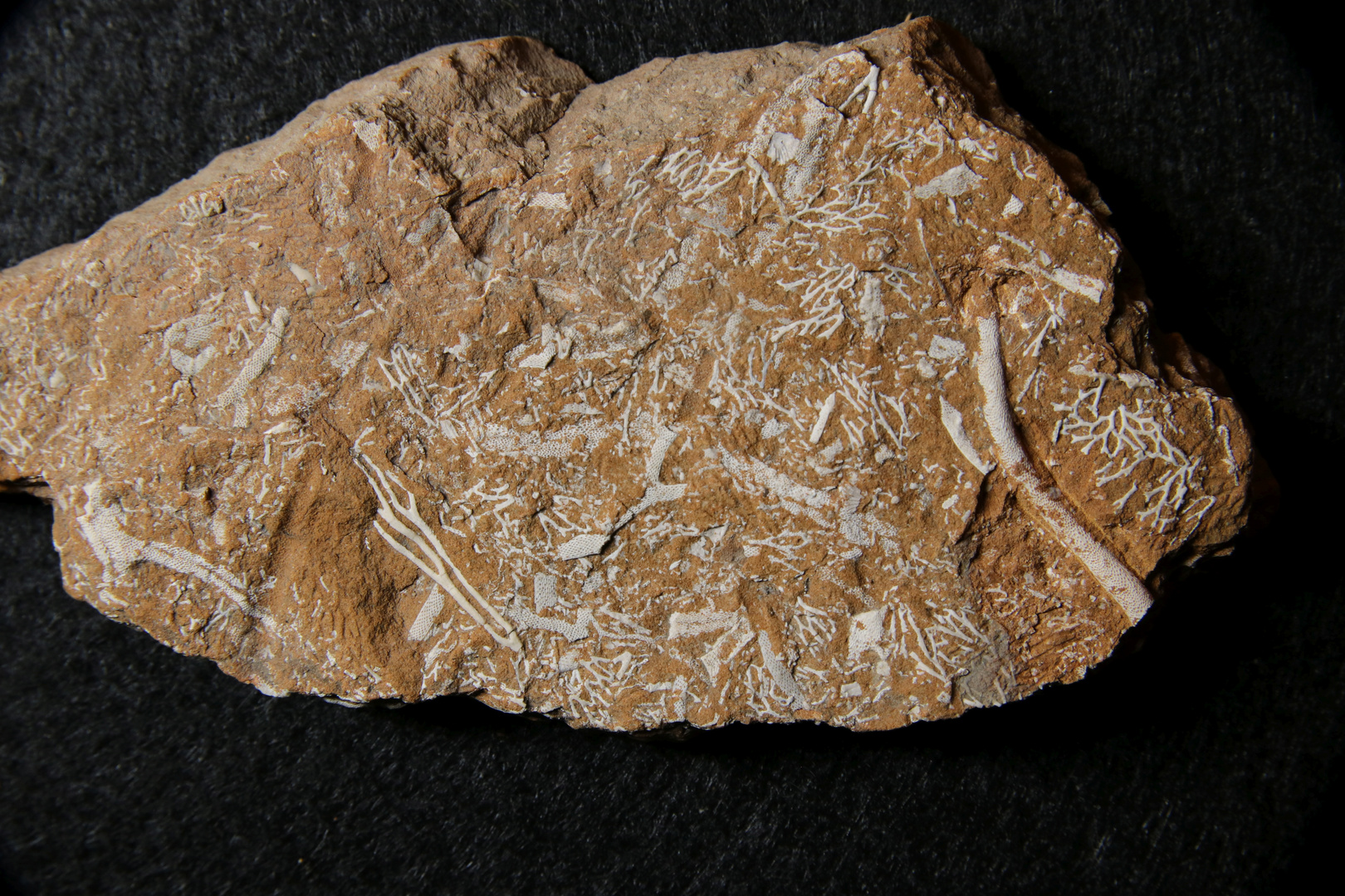 Fossile Bryozoen aus dem Ordovizium - Kukkersit