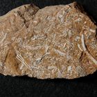 Fossile Bryozoen aus dem Ordovizium - Kukkersit