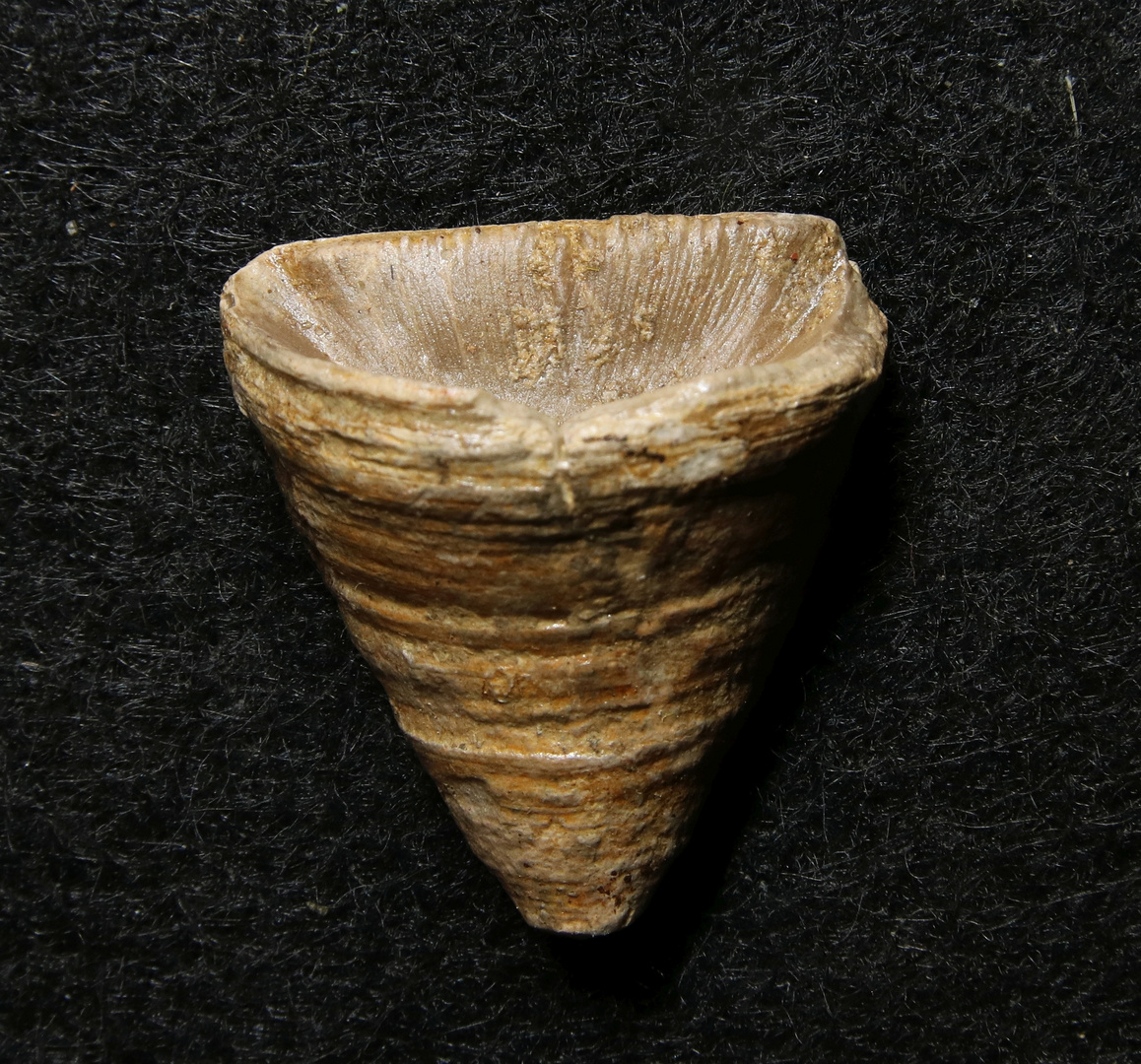 Fossile Einzelkoralle aus dem Devon -  Calceola sandalina