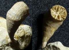 Fossile Einzelkoralle aus der Kreidezeit - Parasmilia centralis
