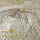 Fossile Garnele aus der Jurazeit - Aeger elegans