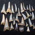 Fossile Hai- und Rochenzähne aus dem Tertiär