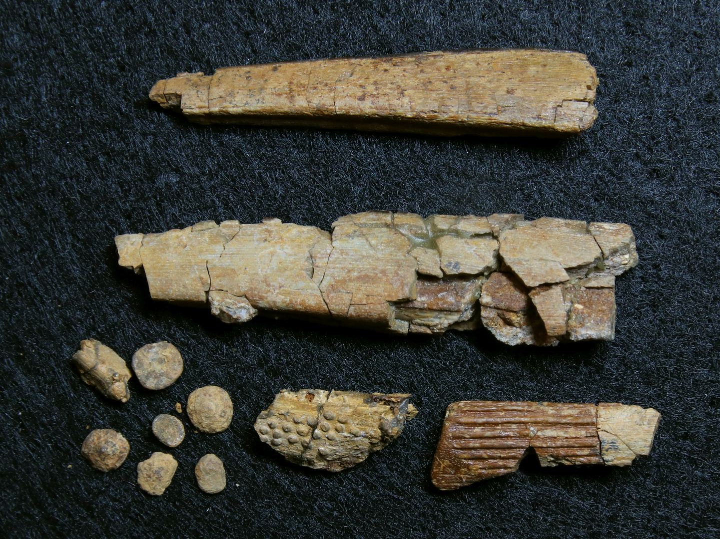 Fossile Haifisch-Flossenstacheln aus der Triaszeit