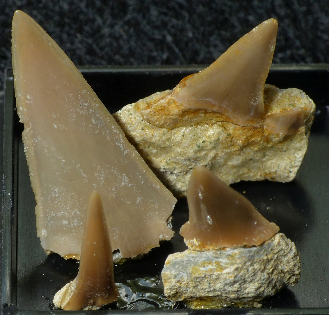 Fossile Haifischzähnchen aus der Kreidezeit