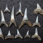 Fossile Haifischzähne aus der Tertiärzeit