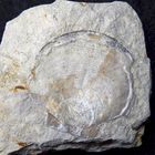 Fossile Kammmuschel aus der Kreidezeit - Pectinide