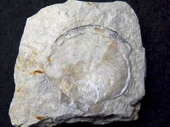 Fossile Kammmuschel aus der Kreidezeit - Pectinide