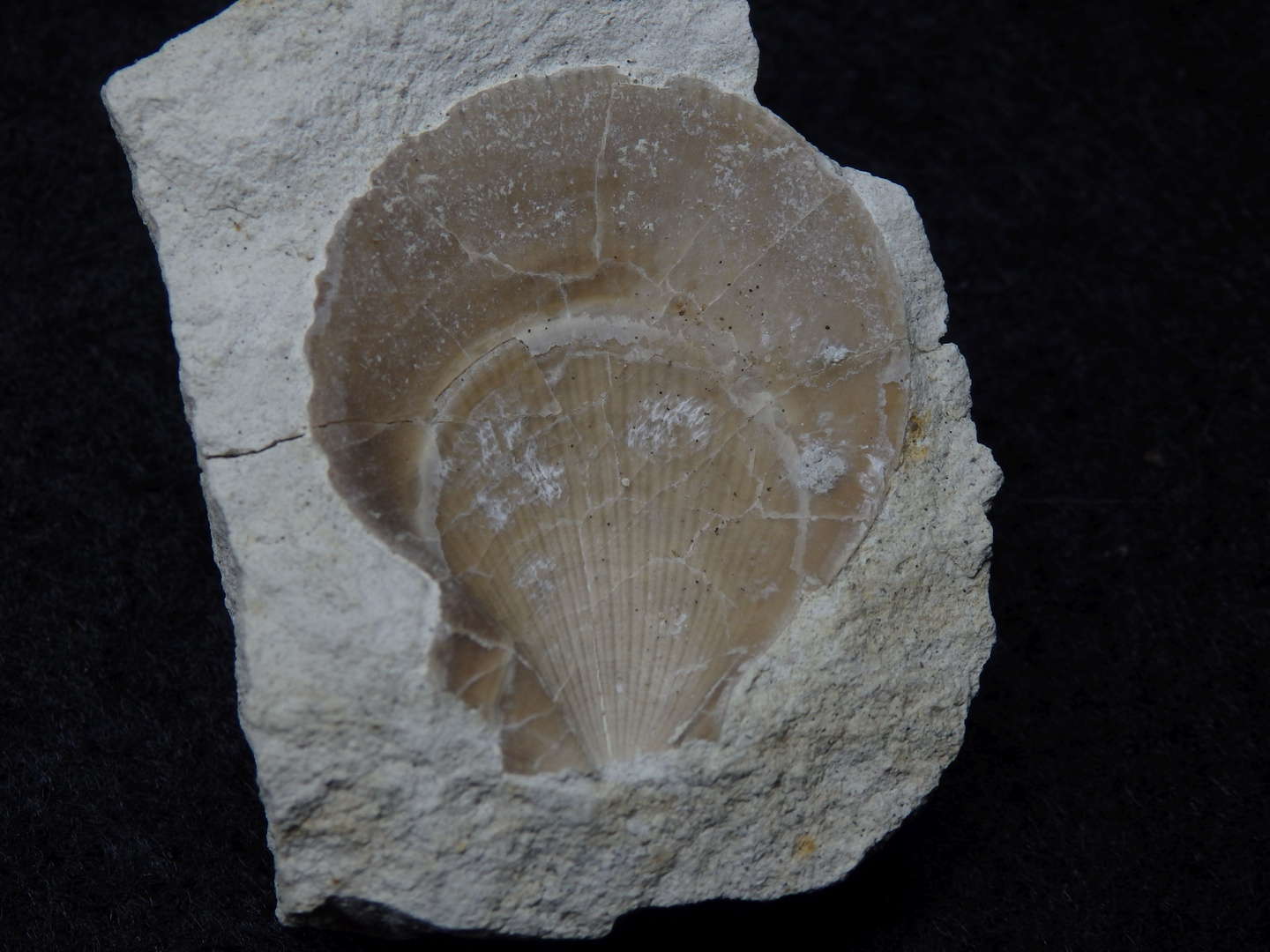 Fossile Kammmuschel aus der Kreidezeit - Pectinide