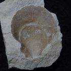 Fossile Kammmuschel aus der Kreidezeit - Pectinide