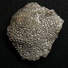 Fossile Kettenkoralle aus dem Silur - Halysites catenula