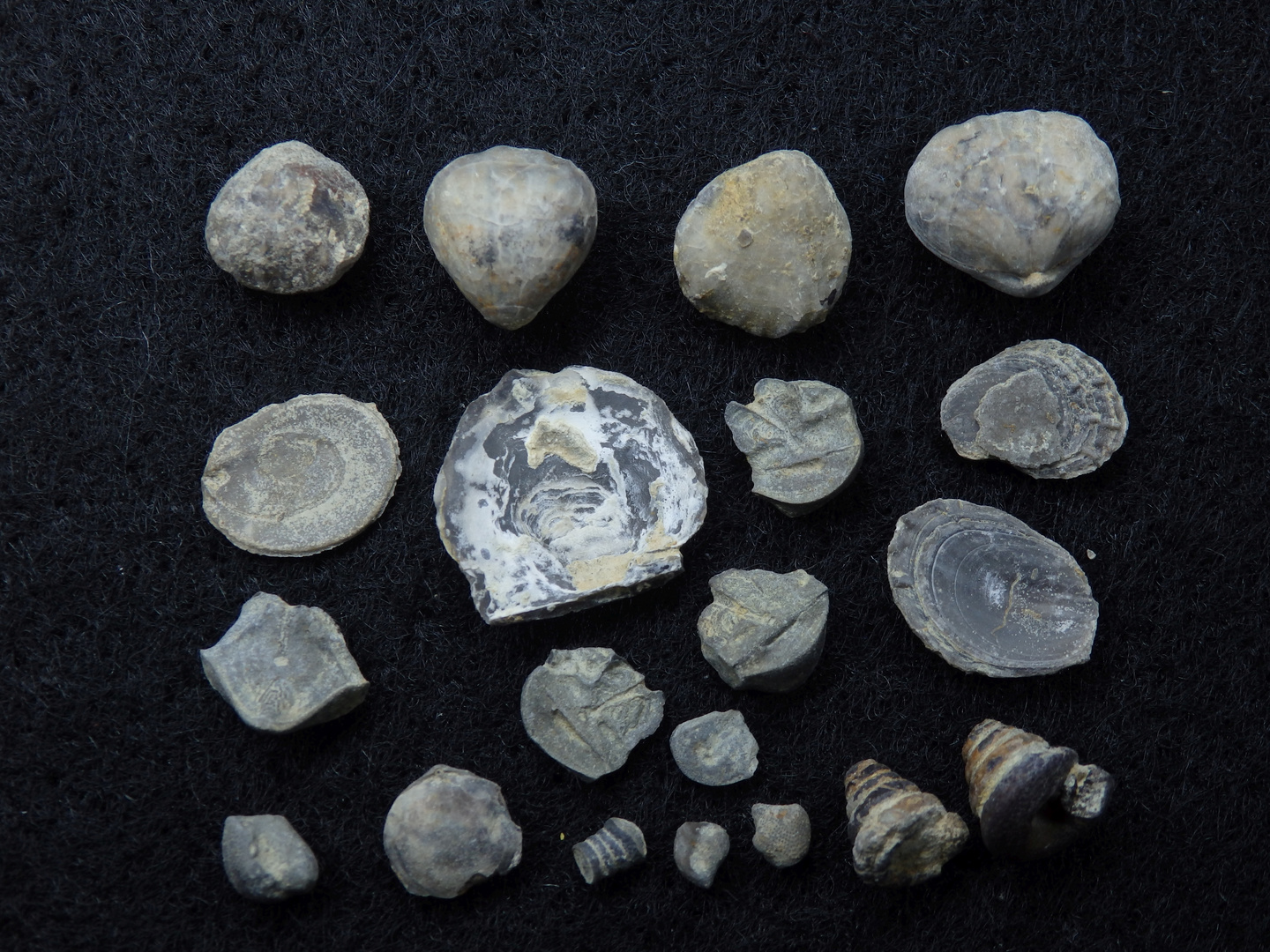 Fossile Kleinfauna aus der Jurazeit