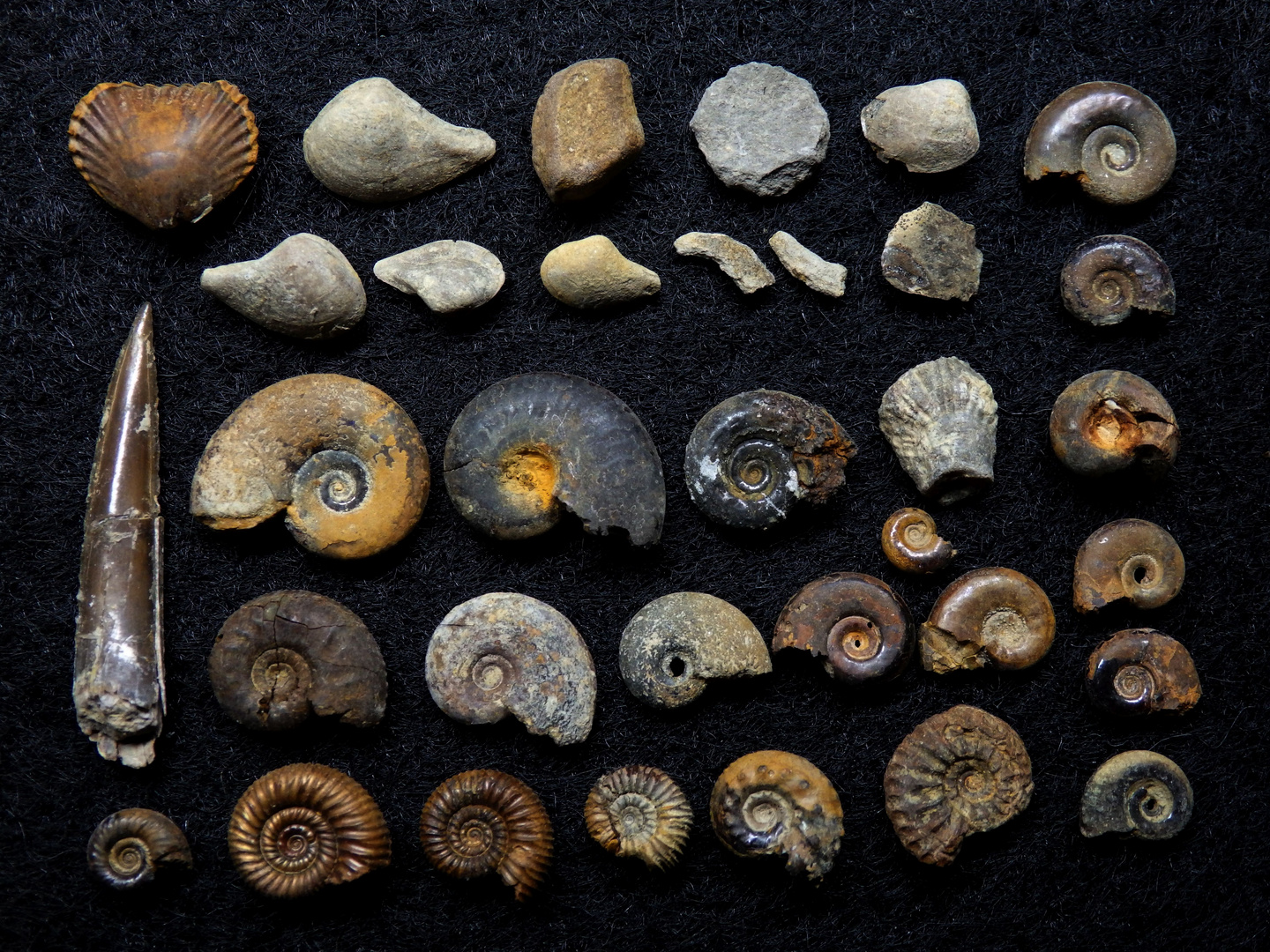 Fossile Kleinfauna aus der Jurazeit  (Brauner Jura)