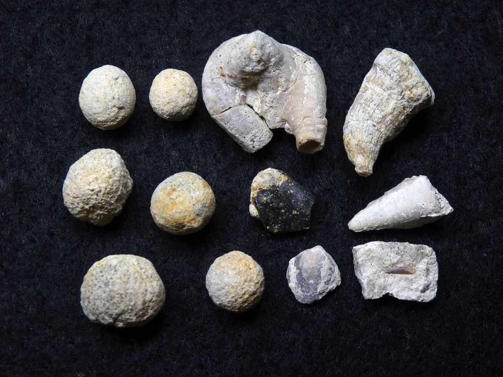 Fossile Kleinfauna aus der Kreidezeit