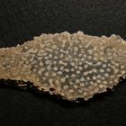 Fossile Koralle aus der Trias - Thecosmilia clathrata
