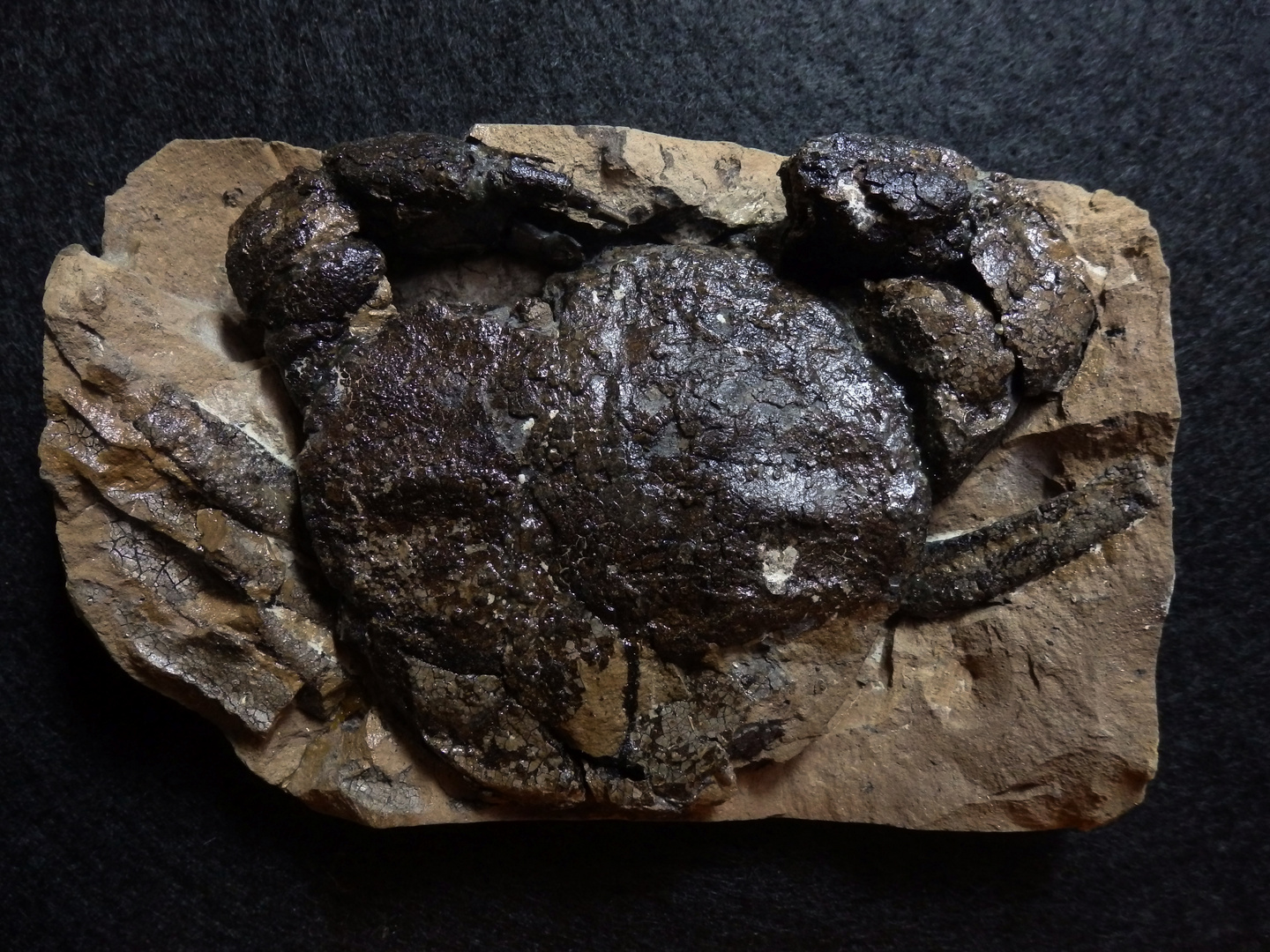 Fossile Krabbe aus dem Miozän - Coeloma sp. 