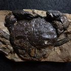 Fossile Krabbe aus dem Miozän - Coeloma sp. 