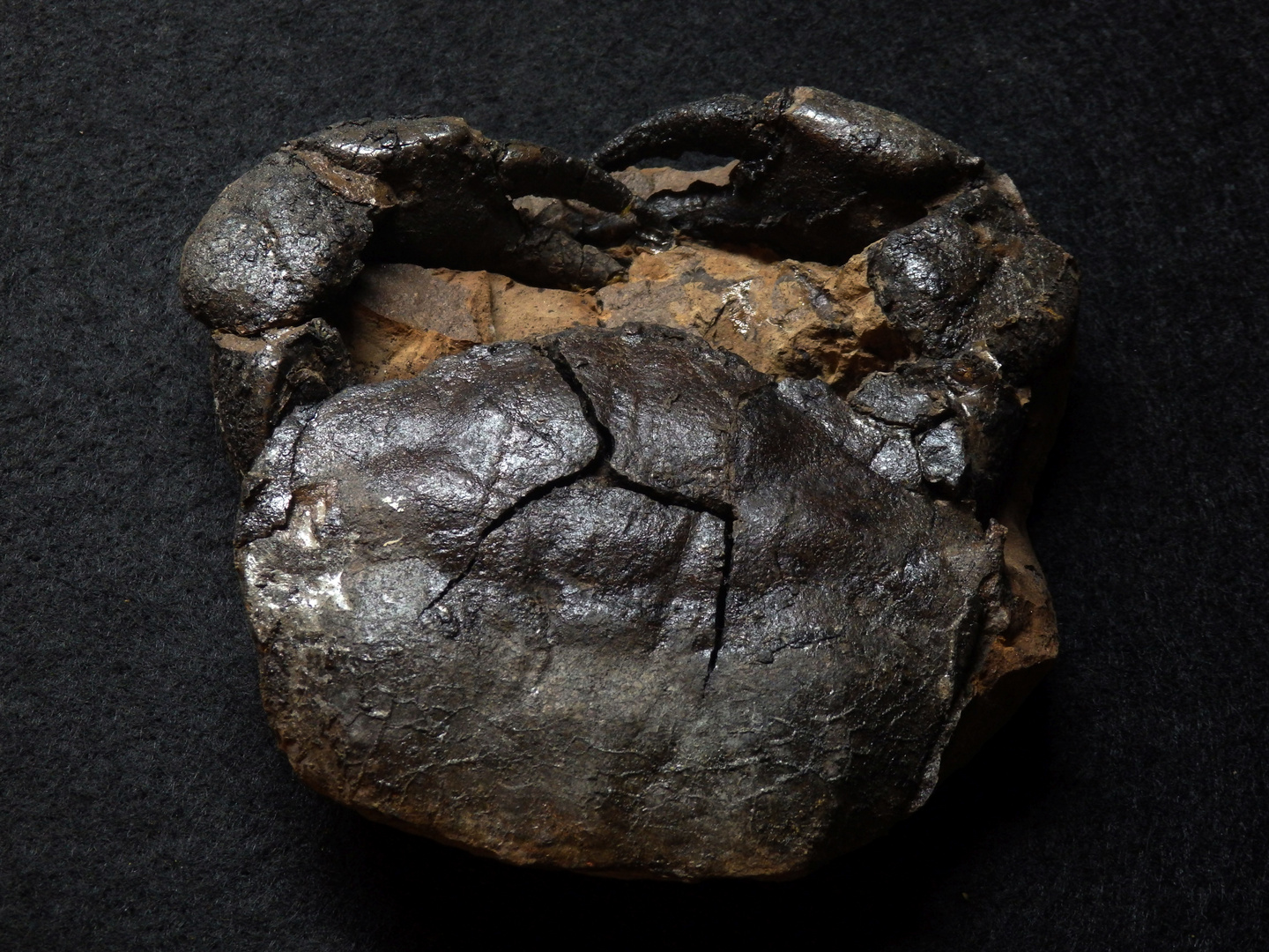 Fossile Krabbe aus dem Miozän - Coeloma sp. 