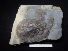Fossile Meeresmuschel aus der Kreidezeit - Inoceramus labiatus