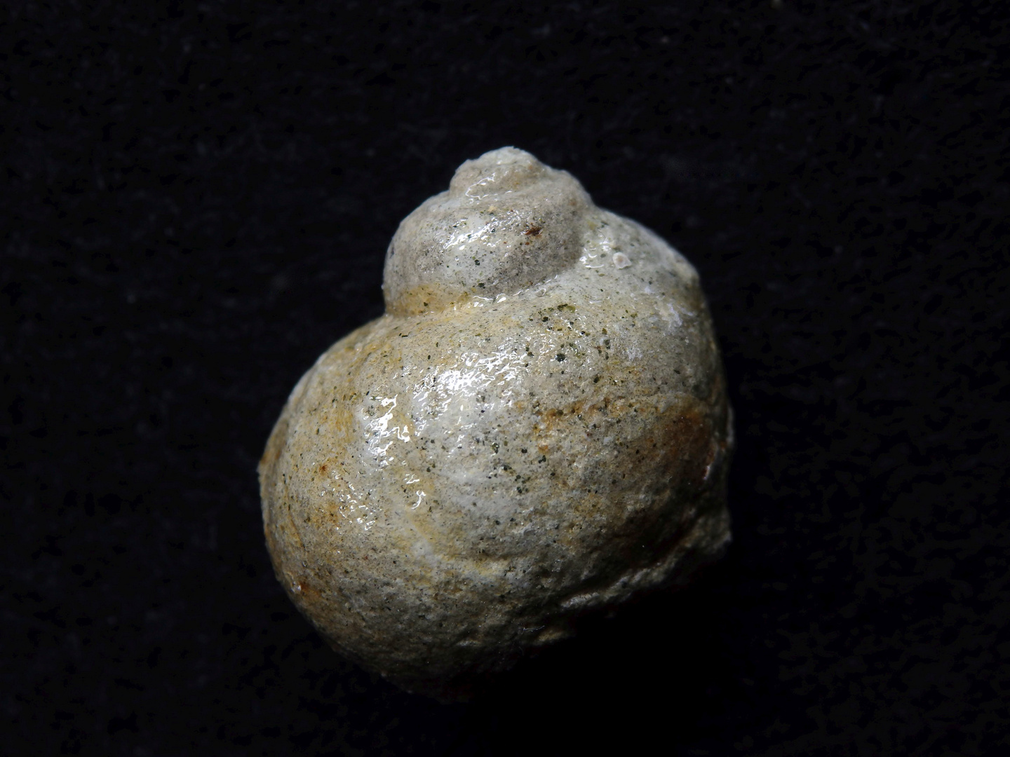 Fossile Meeresschnecke aus der Kreidezeit - Natica cretacea