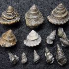 Fossile Meeresschnecken aus der Jurazeit