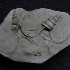 Fossile Meeresschnecken aus der Jurazeit - Anchura subpunctata