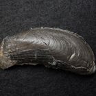 Fossile Miesmuschel aus der Jurazeit - Modiolus hillanus
