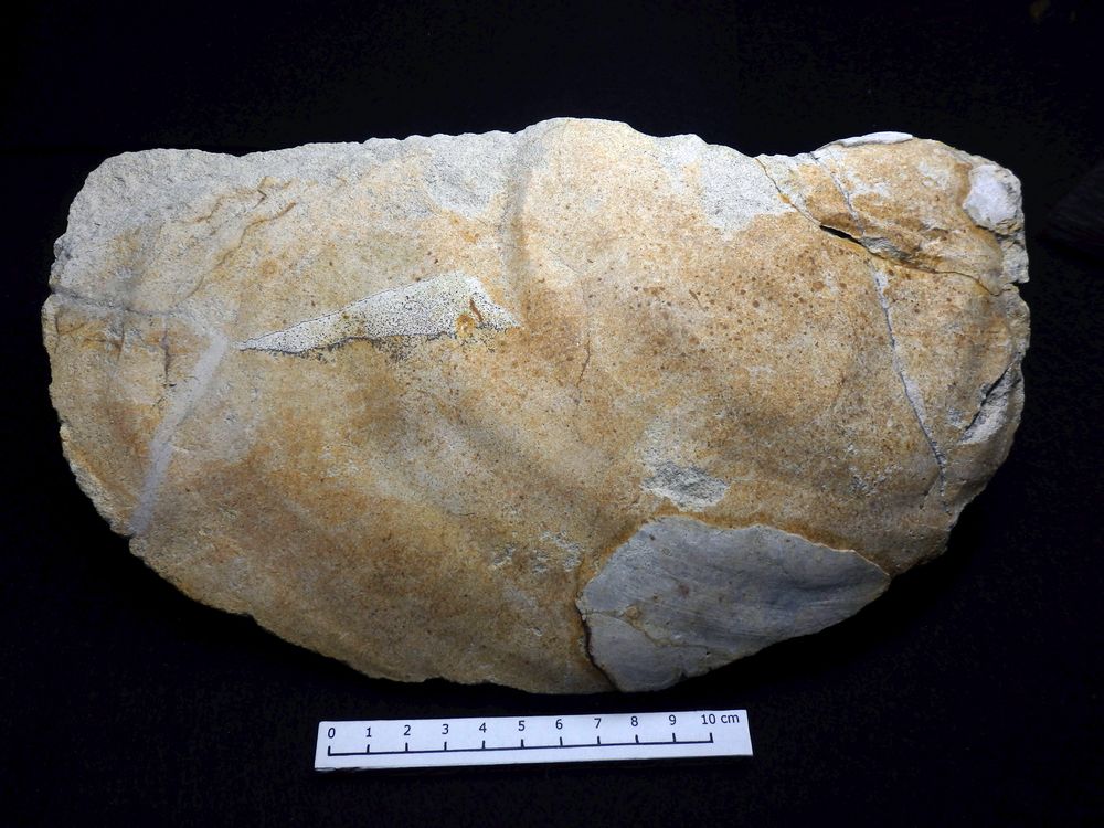 Fossile Muschel aus der Kreidezeit - Inoceramus balticus