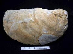 Fossile Muschel aus der Kreidezeit - Inoceramus balticus