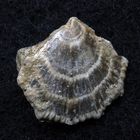 Fossile Muschel aus der Kreidezeit - Neithea sp.