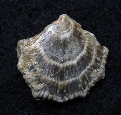 Fossile Muschel aus der Kreidezeit - Neithea sp.