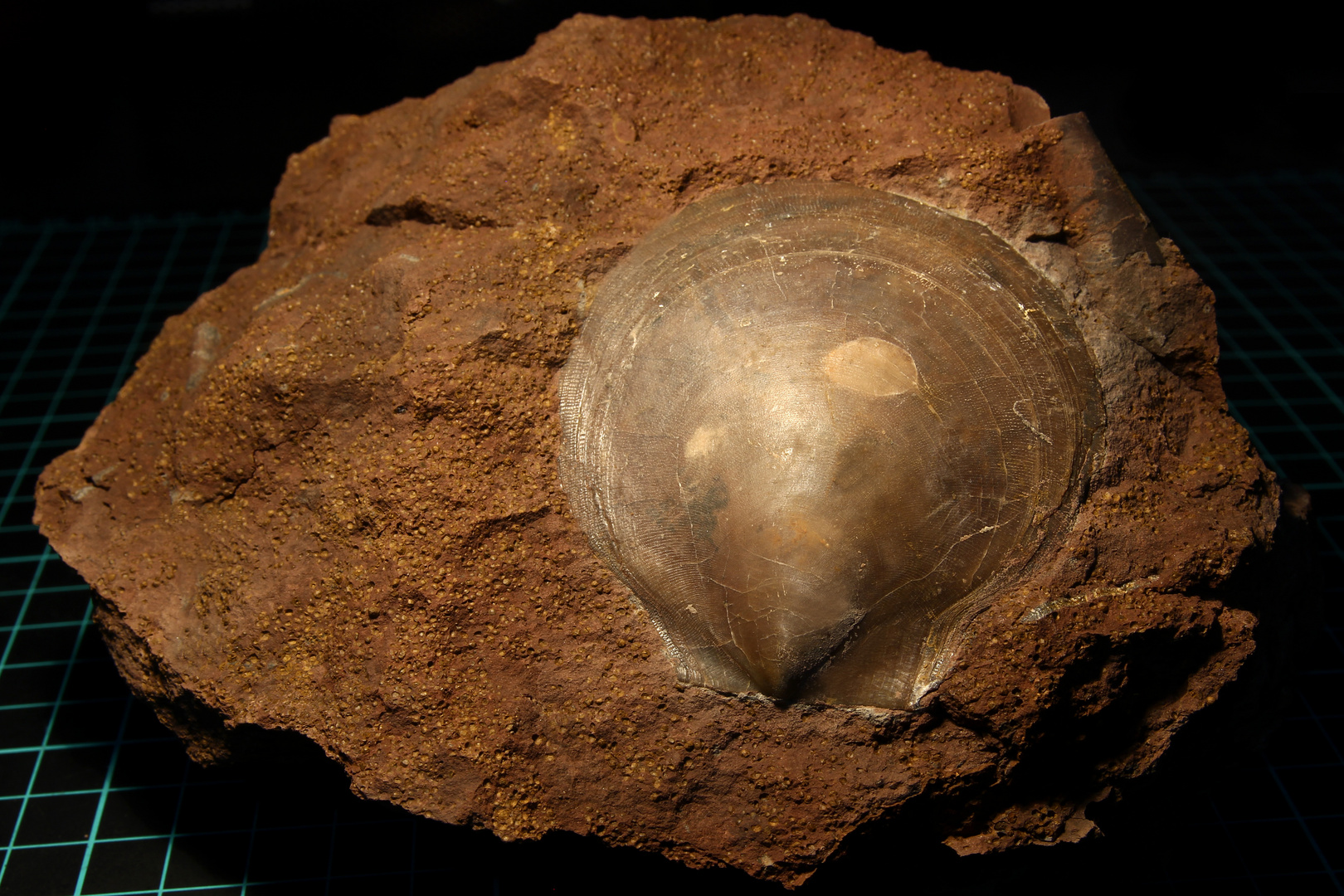 Fossile Muschel Camptonectes sp. aus Sengenthal